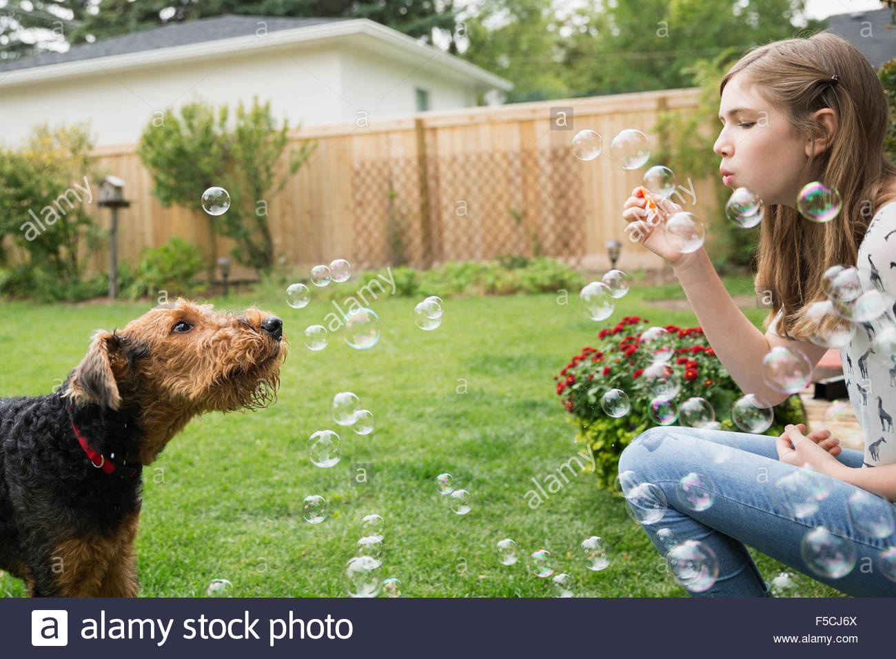 Curious dog watching girl blowing bubbles in backyard Stock Photo - Alamy