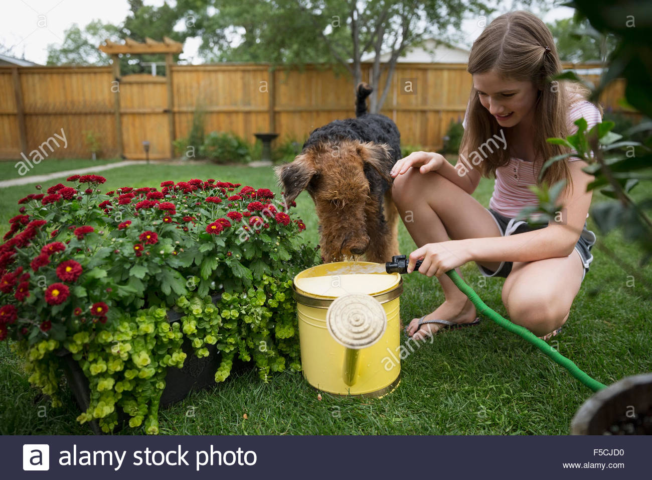 Dog watching girl filling watering can in backyard Stock Photo