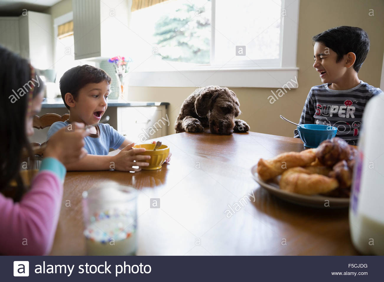 Brothers and sister watching dog jump table food Stock Photo Alamy