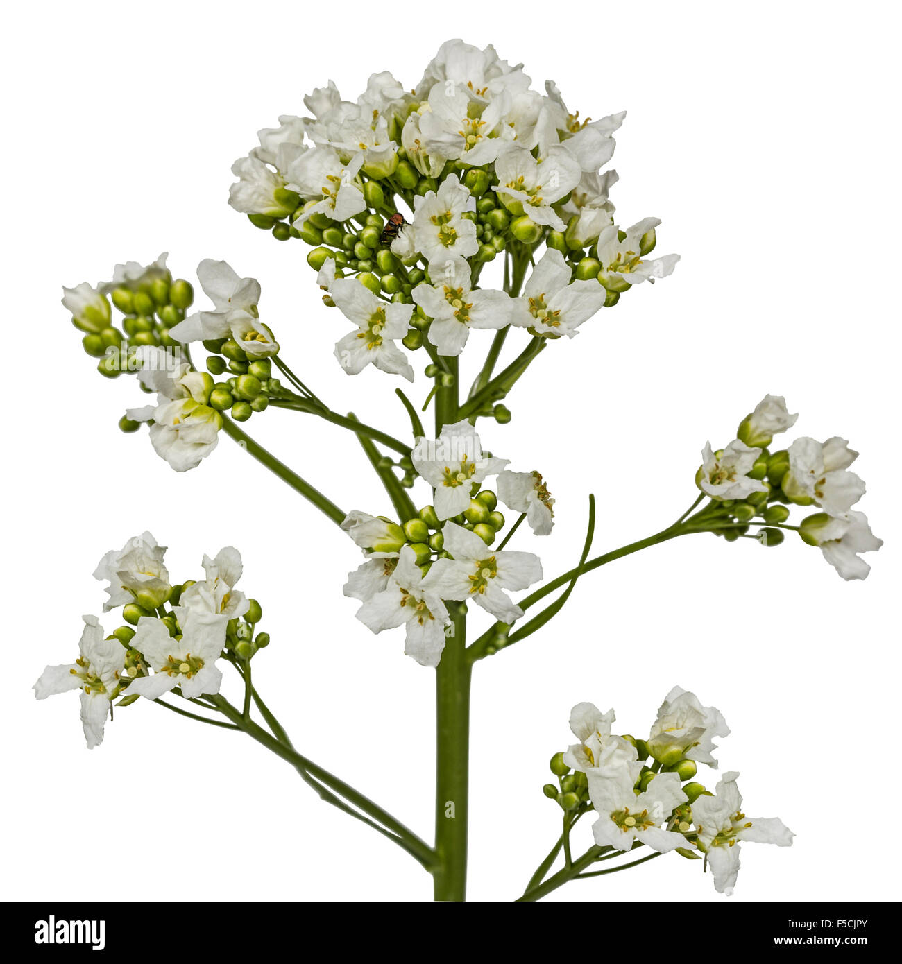 Flower horseradish (Armoracia P. Gaertn), isolated on white background Stock Photo