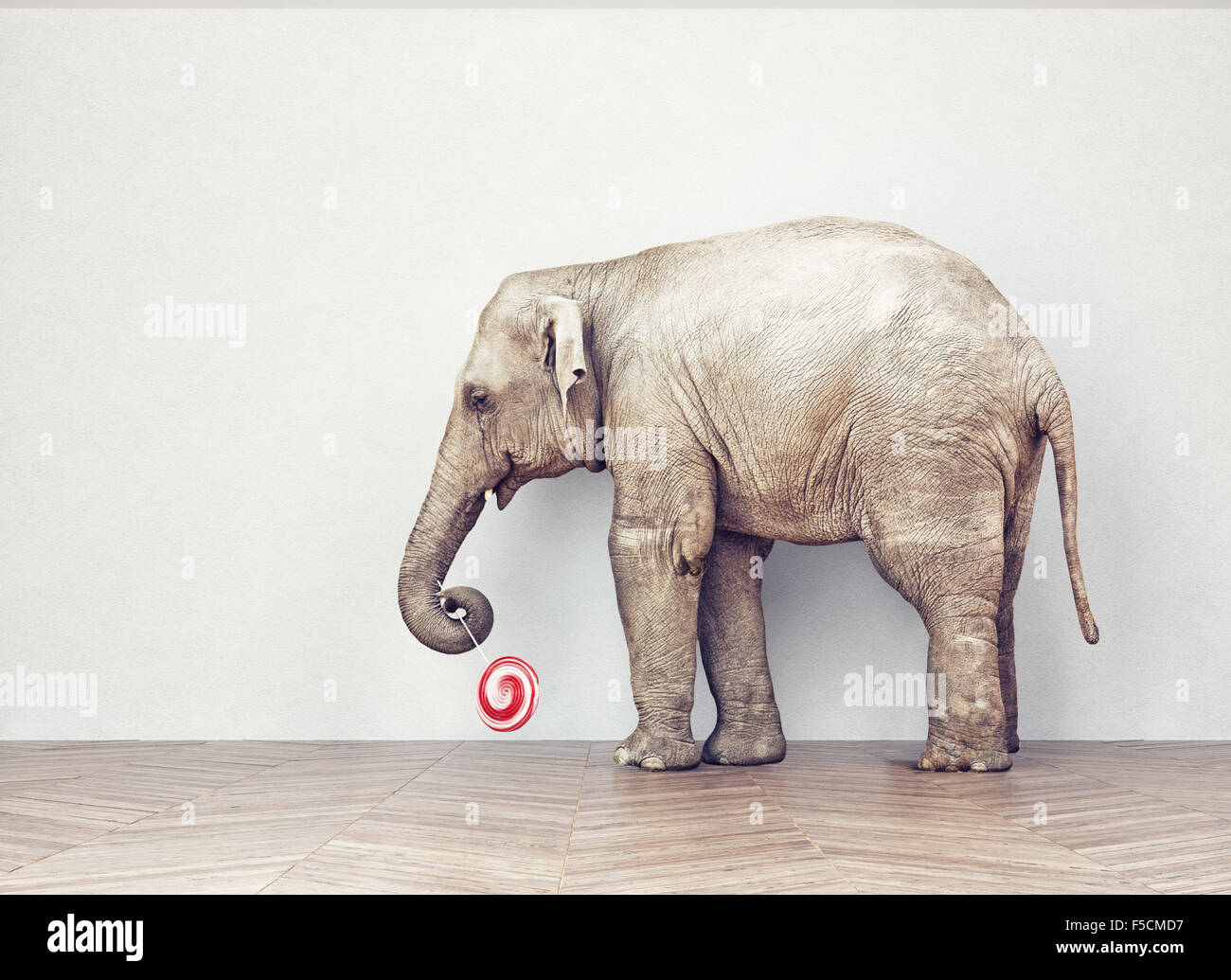 an elephant calm in the room near white wall. Creative concept Stock Photo