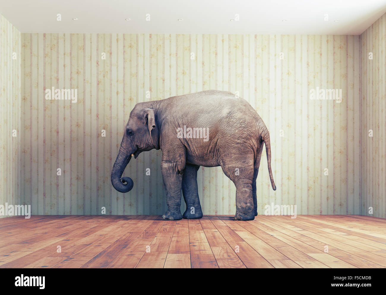 Elephant in the room hires stock photography and images Alamy