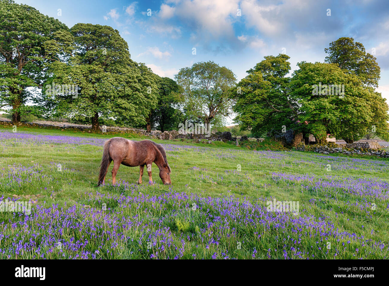 A Dartmoor pony grazing in a field of bluebells at Emsworthy on Darmoor National Park in Devon Stock Photo