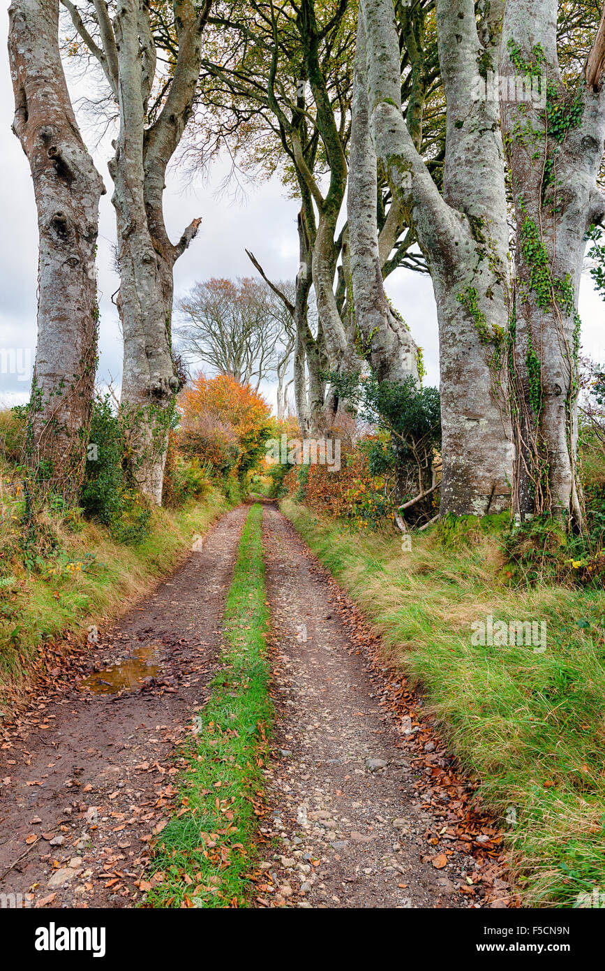 A country track in Cornwall lined with tall Beech trees Stock Photo