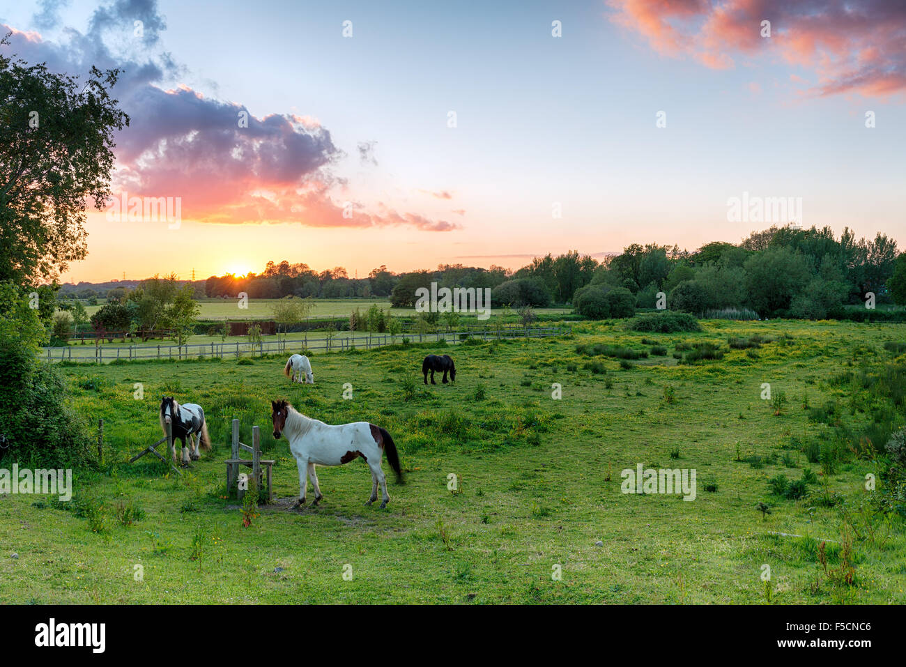 Sunset over horses in a field at Wimborne in Dorset Stock Photo