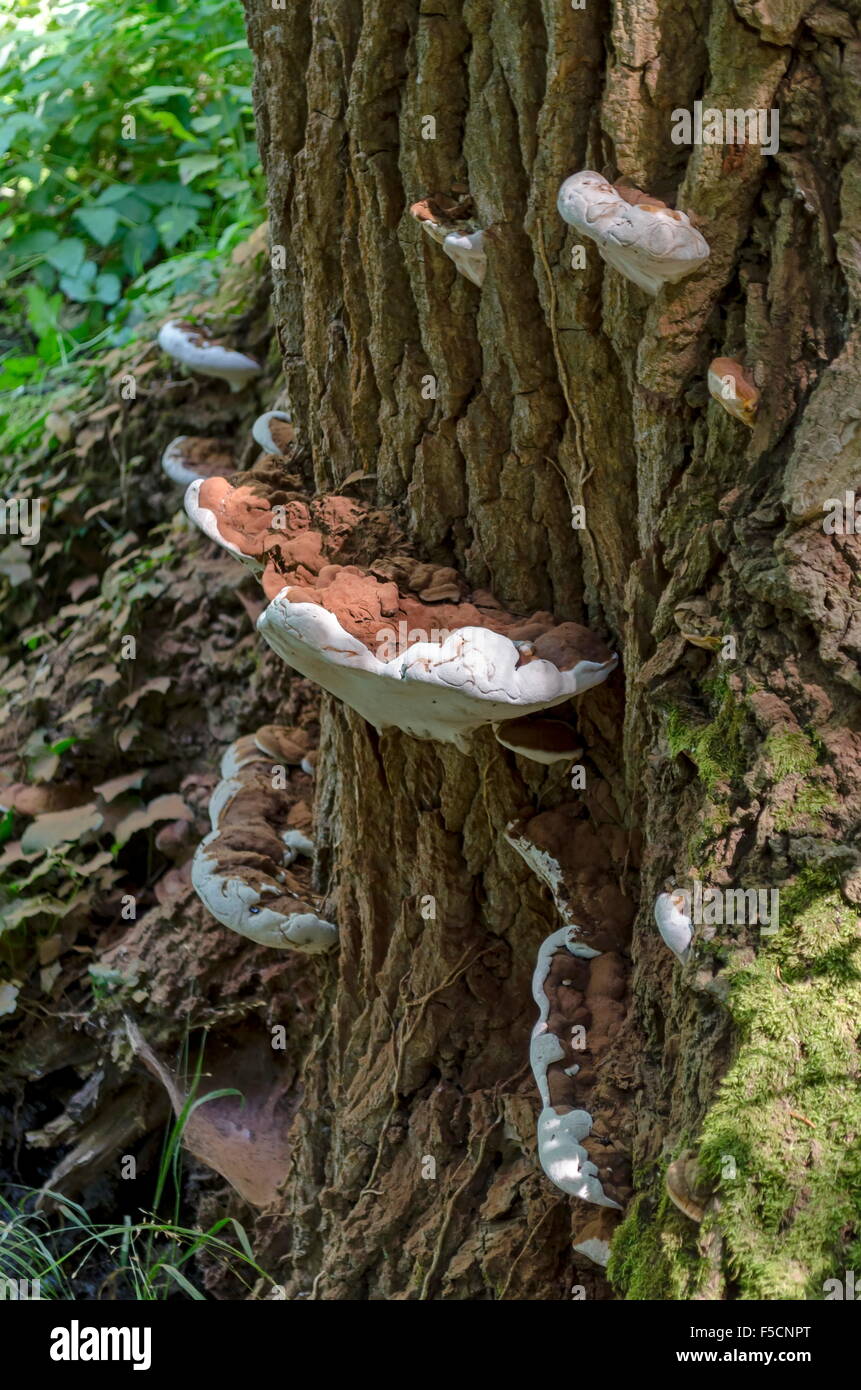 Old tree with varnish fresh wood fungus in the forest, Vitosha mountain, Bulgaria Stock Photo