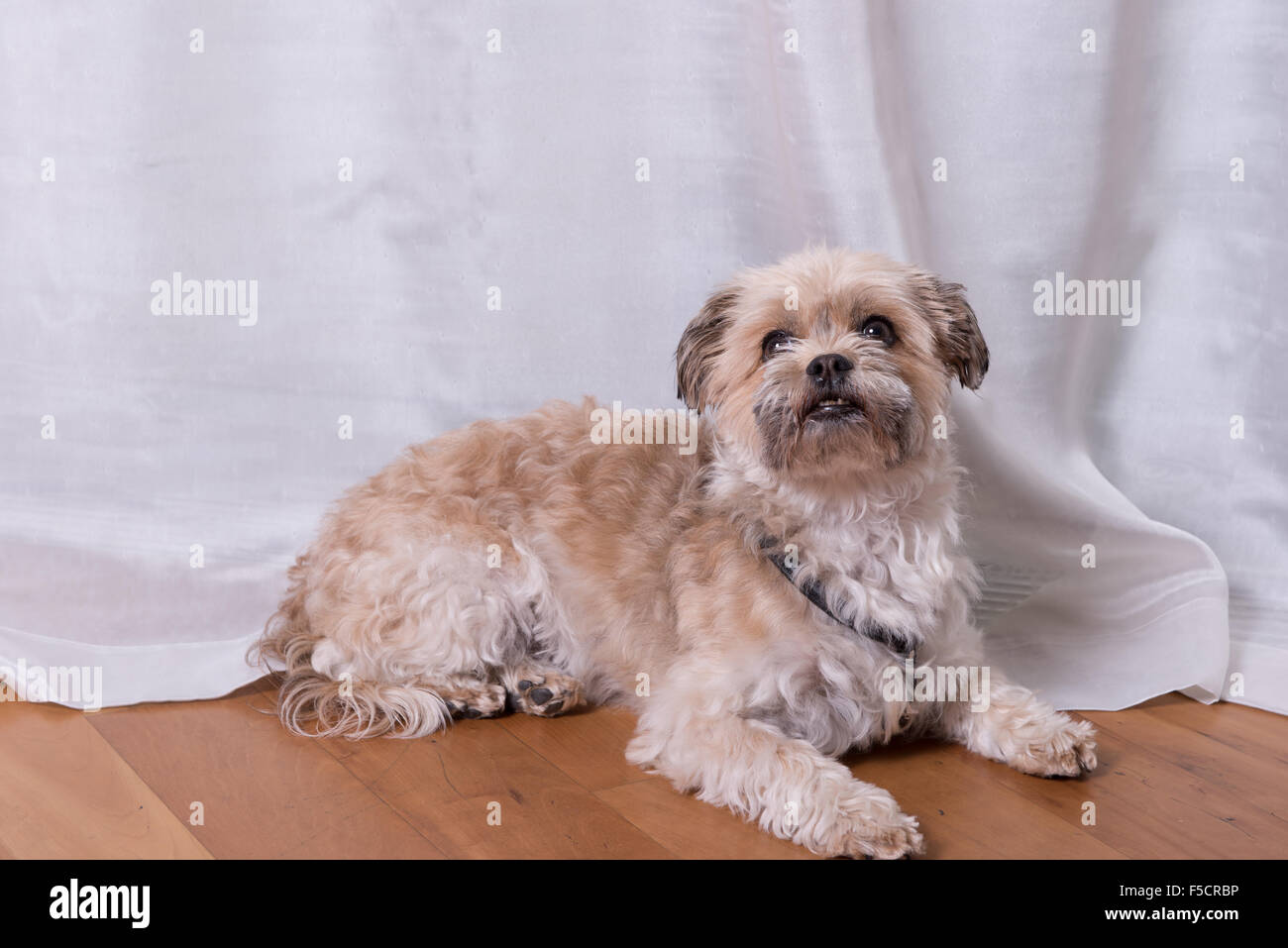 small dog lying on the floor Stock Photo - Alamy
