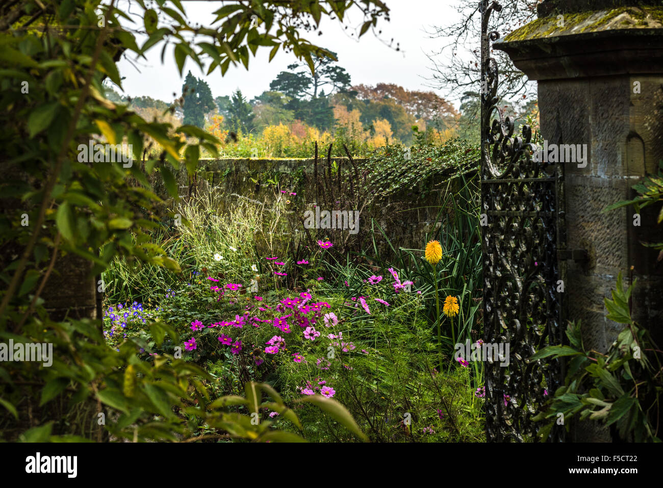 Wrought iron garden gate leads to garden of Yellow kniphofia, pink cosmea and dahlias amongst autumn leaf tree colours Stock Photo