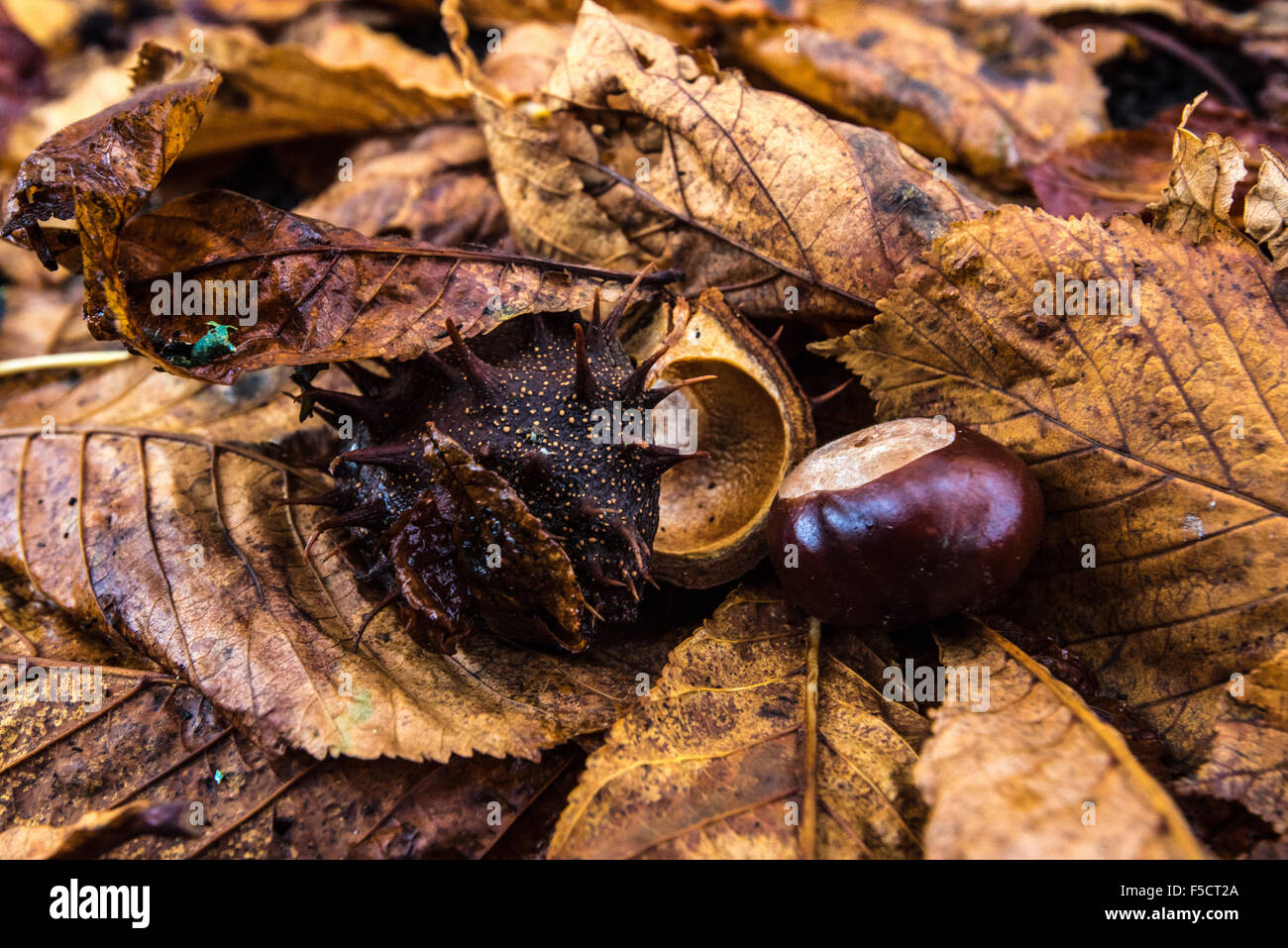 Fallen Horse Chestnut leaves, fruit and seedcase. Autumn colour at