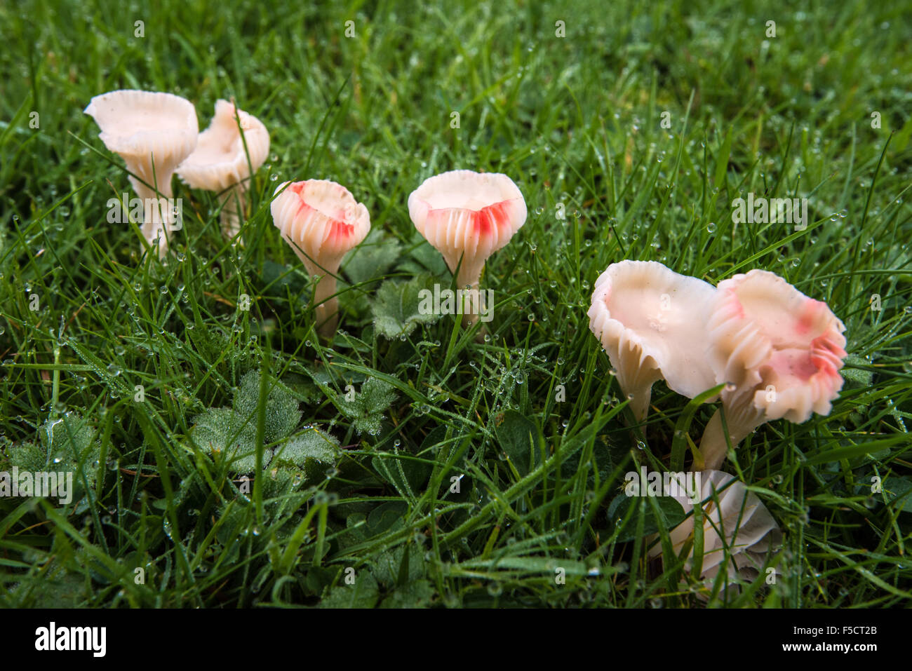 White and red splotched wax cap fungi Autumn colour at Borde Hill