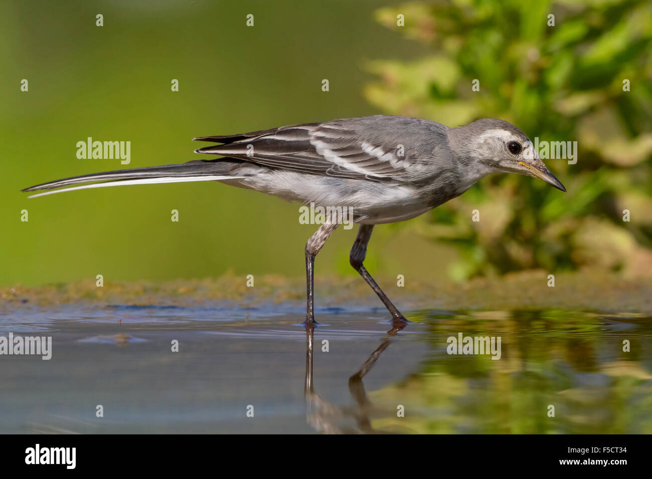 White Wagtail, Juvenile standing in the water, Campania, Italy (Motacilla alba) Stock Photo