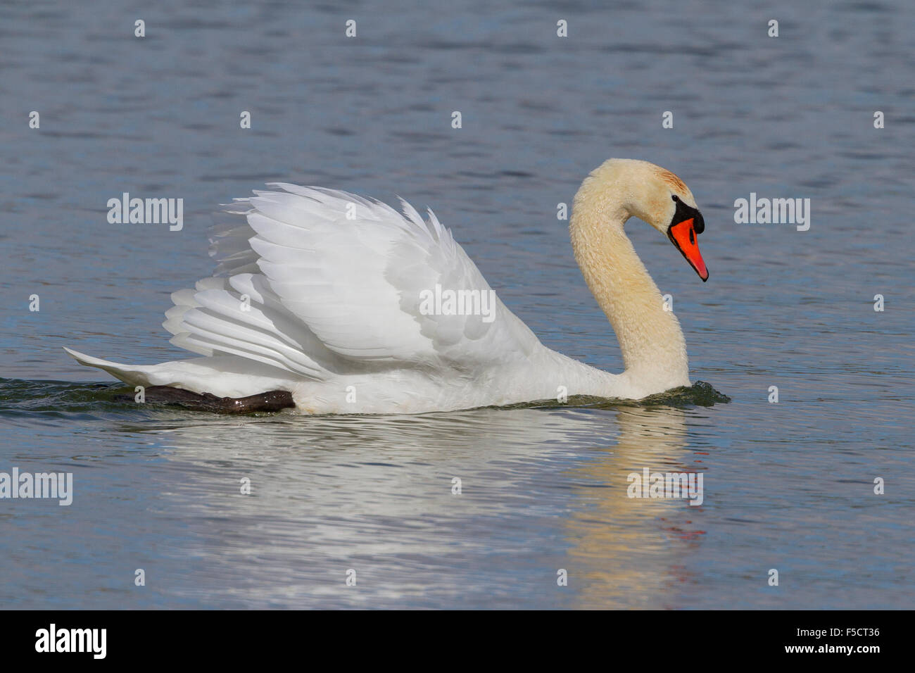 Mute Swan, Adult swimming, Basilicata, Italy (Cygnus olor) Stock Photo