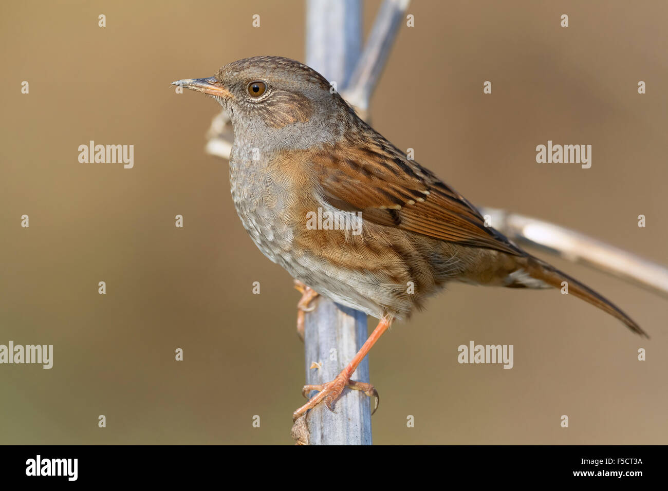 Dunnock, Adult perched on a branch, Campania, Italy (Prunella modularis) Stock Photo