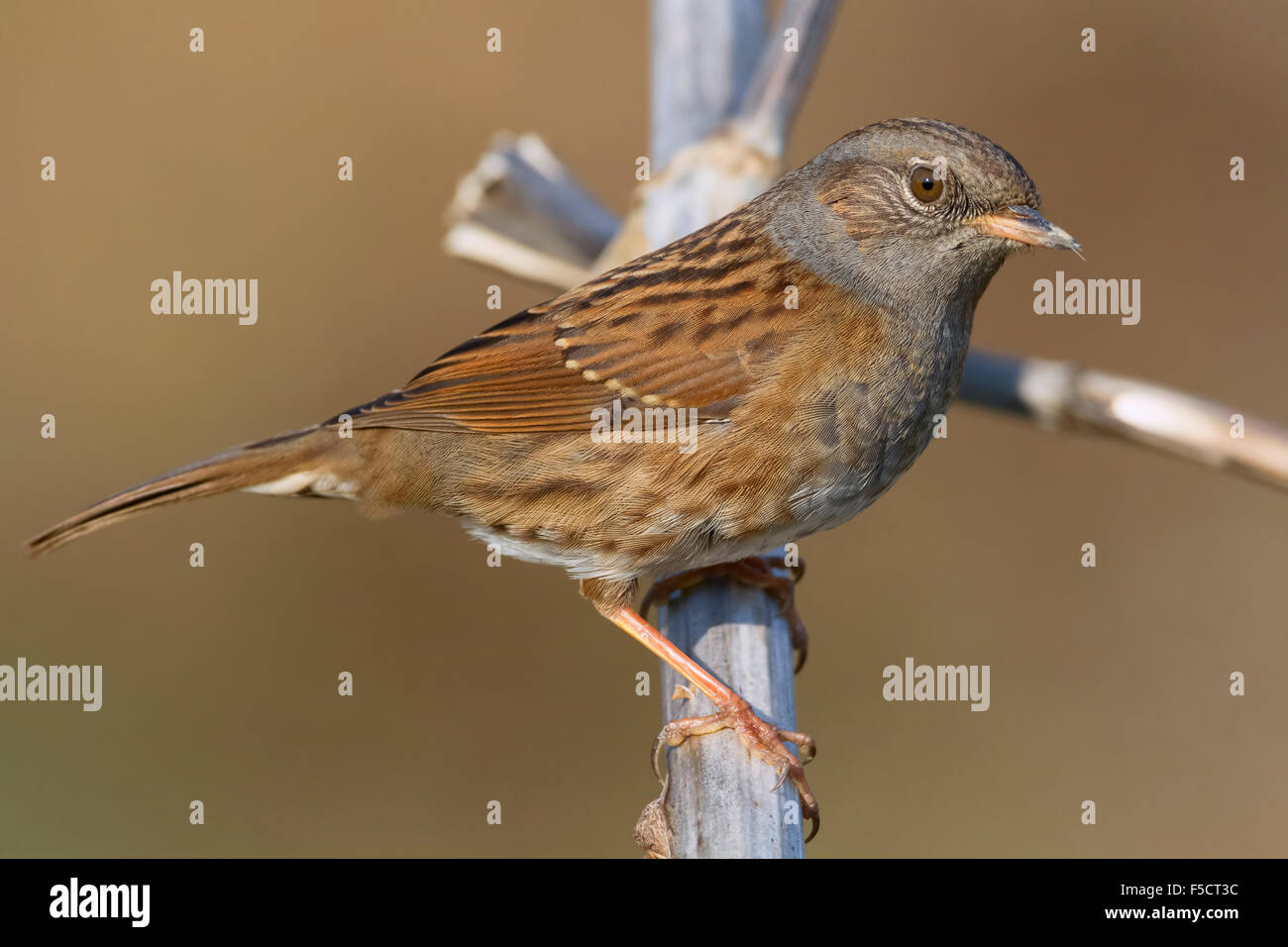 Dunnock, Adult perched on a branch, Campania, Italy (Prunella modularis) Stock Photo