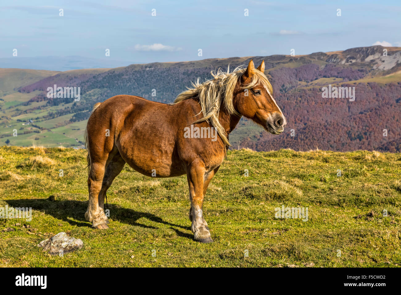 Profile of a wild blond horse in mountains Stock Photo - Alamy