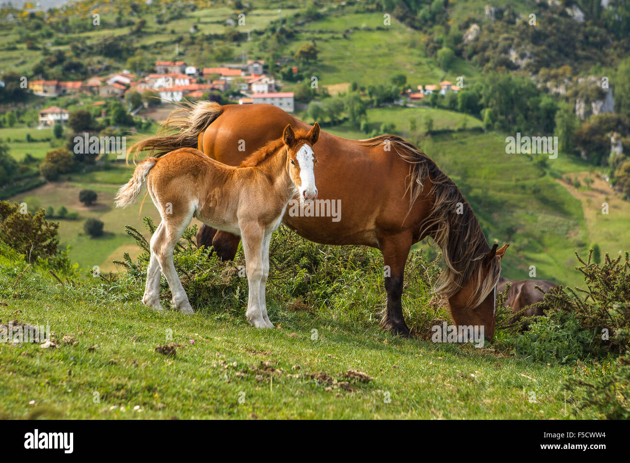 équidos equus hi-res stock photography and images - Alamy