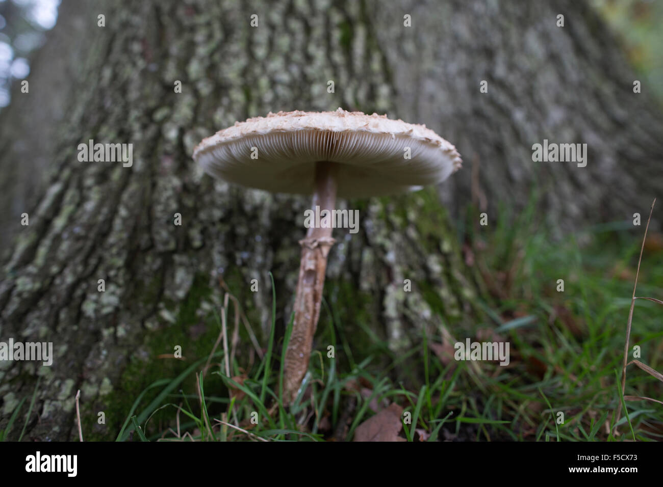 Shaggy Parasol mushroom, Chlorophyllum rhacodes, found growing in Surrey, England, UK Stock Photo