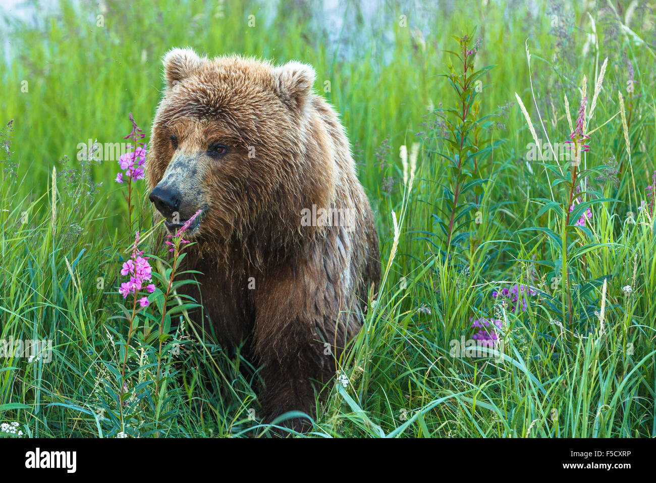 A brown bear looking by Brooks River, Katmai National Park, Alaska, United States of America. Stock Photo