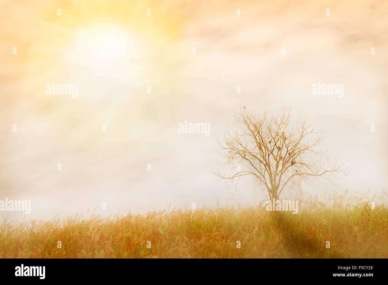 abstract nature background.  made with color filters in soft color and soft focus, blurred style. Stock Photo