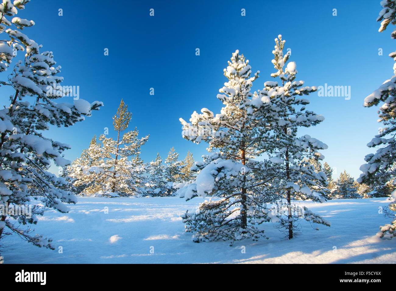 Pine trees covered with snow Stock Photo - Alamy