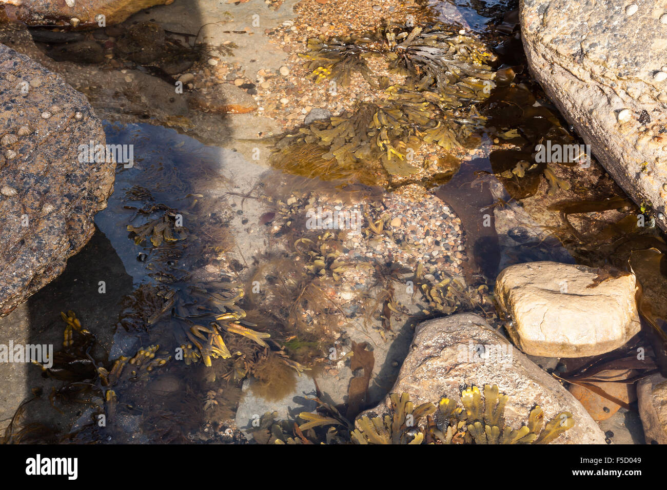 A rock pool on the beach near Seaton Sluice, Tyne and Wear, uk Stock Photo