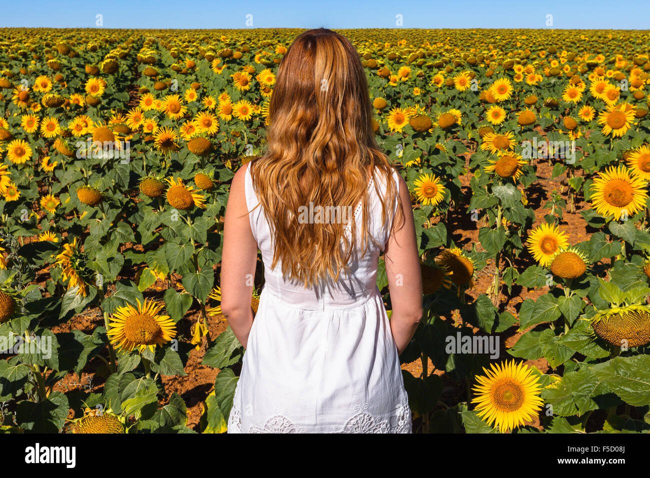 A young woman in a sunflowers field near Herrera de Pisuerga, Palencia, Castilla Leon, Spain. Stock Photo