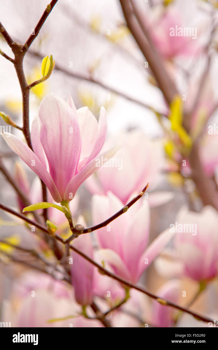 Spring Magnolia tree in full bloom Stock Photo - Alamy