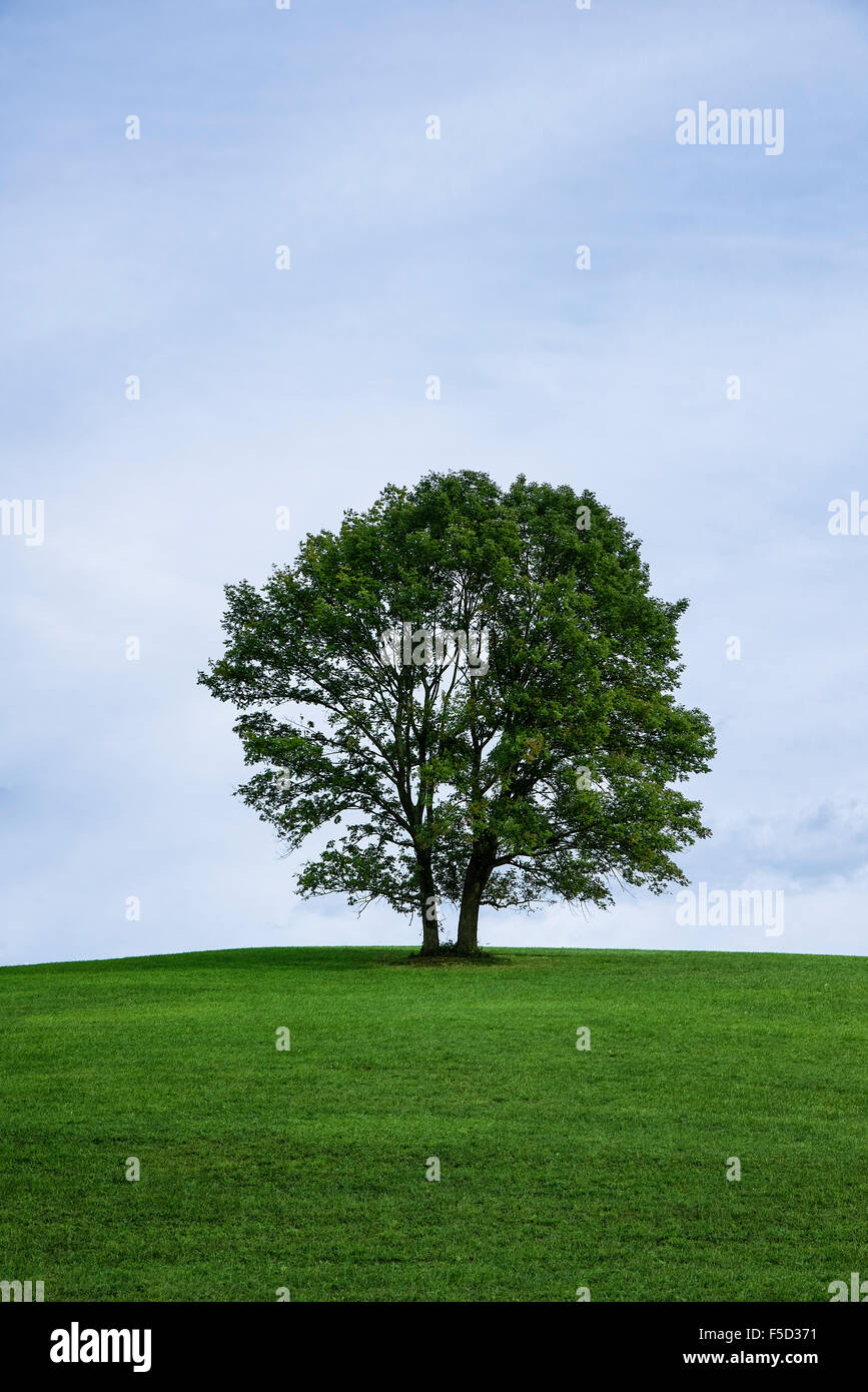 Lone tree on a hill, Stroud Preserve, Pennsylvania, USA Stock Photo