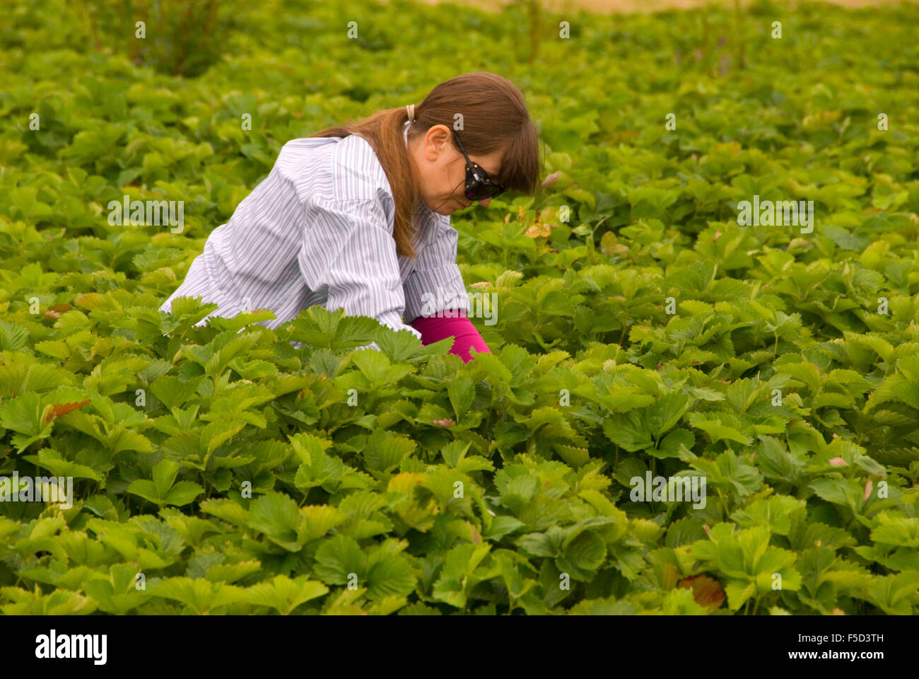 Upick strawberry field, Fordyce Farm, Marion County, Oregon Stock