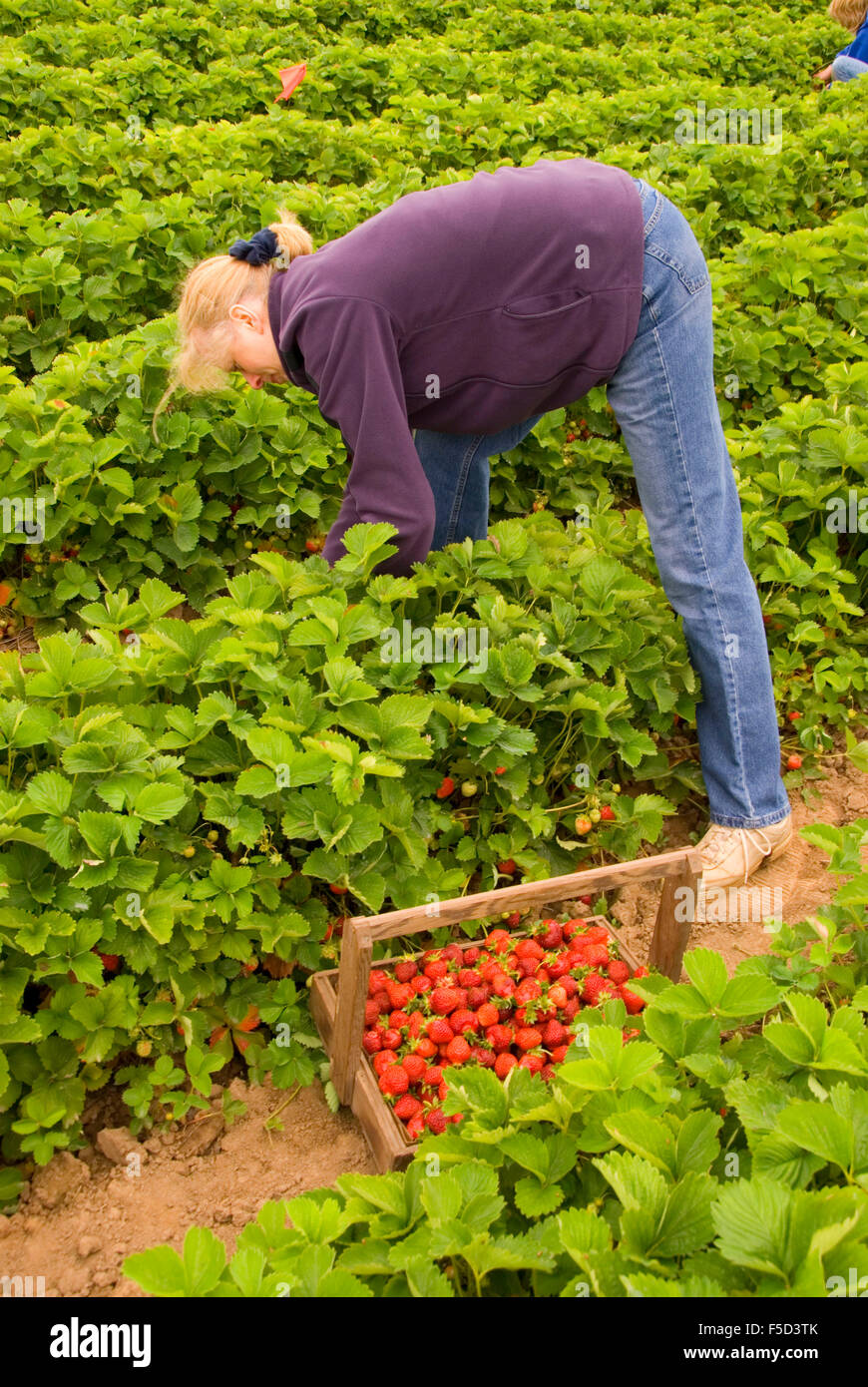 Upick strawberry field, Fordyce Farm, Marion County, Oregon Stock