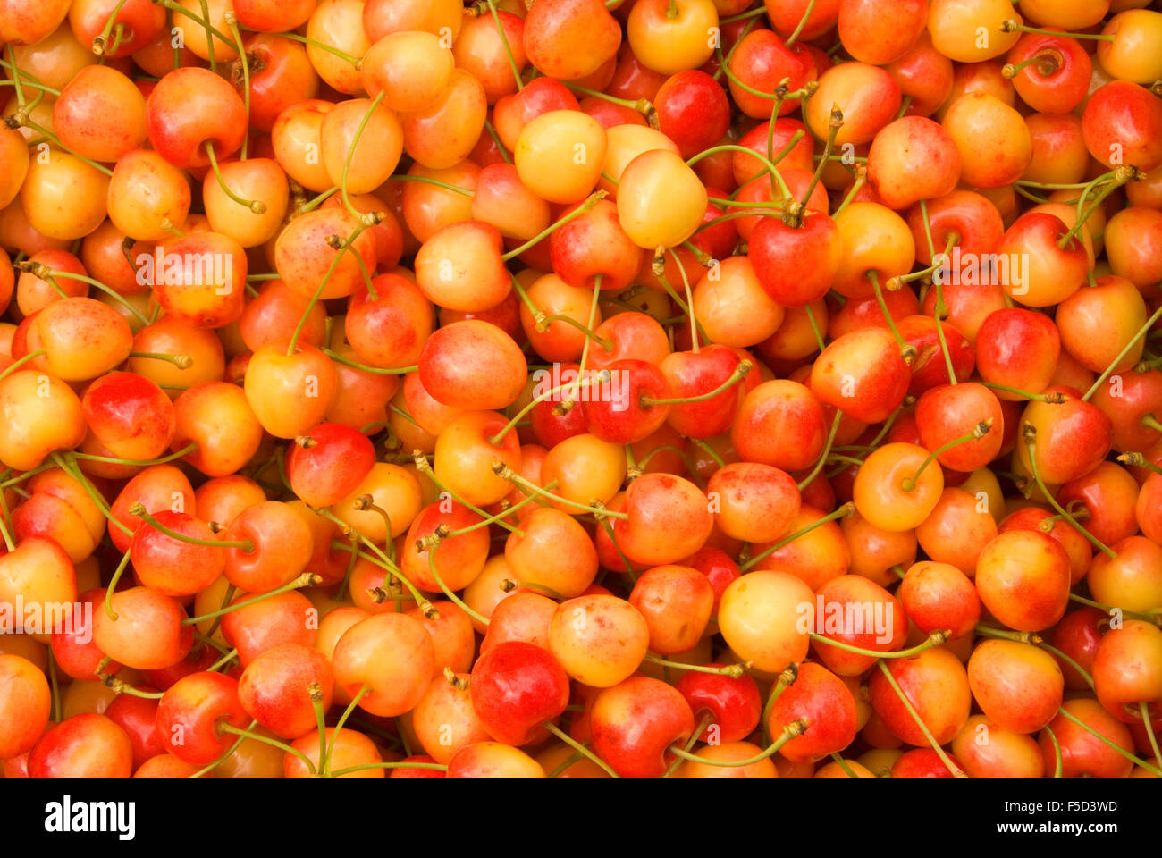 Upick royal Anne cherries, Johnson Farms, Marion County, Oregon Stock