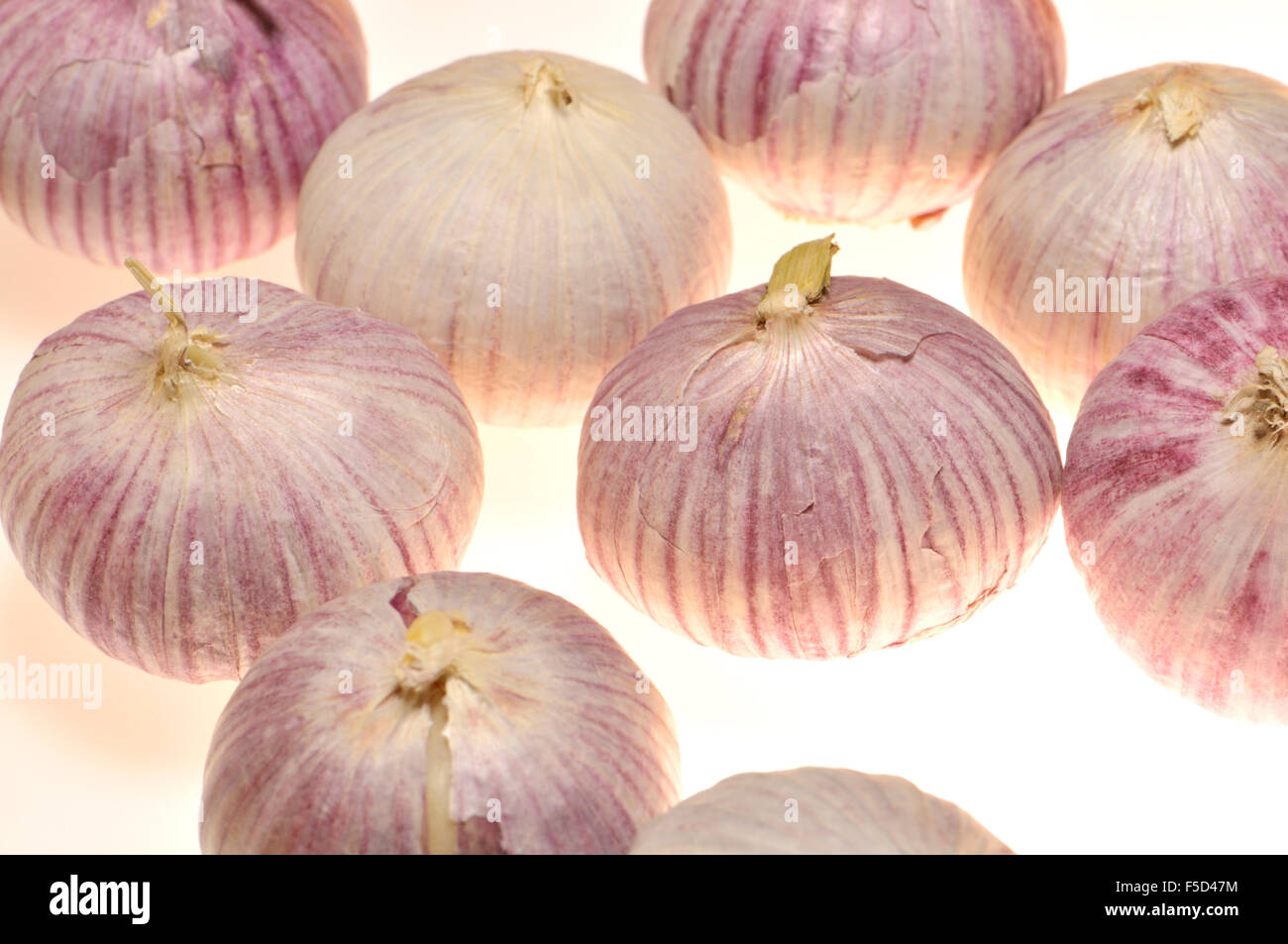 Single Bulb Garlic / Solo Garlic (Allium sativum) The bulb is not split