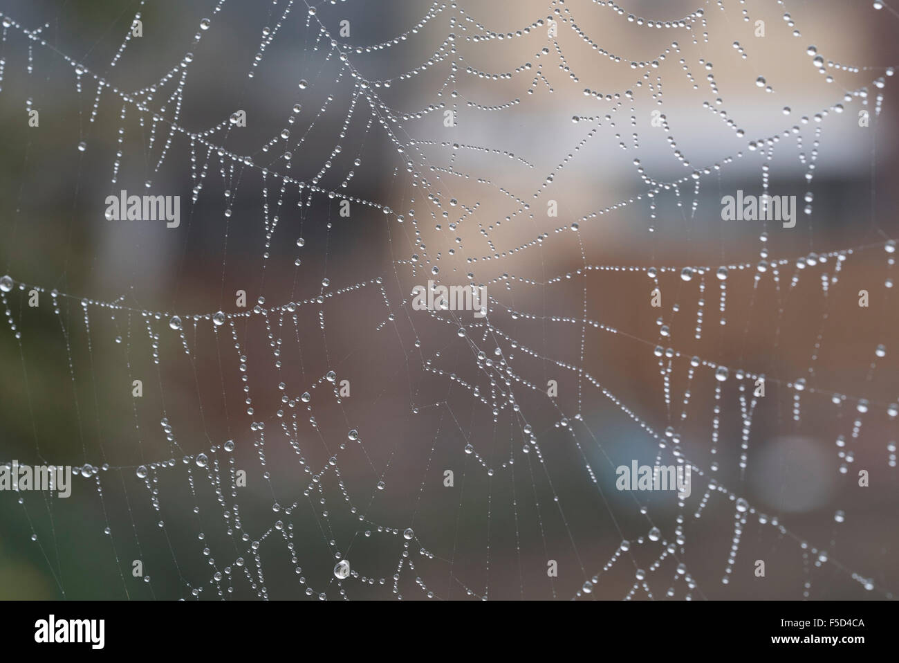 Spider's web heavily covered by dew drops in the early morning Stock Photo