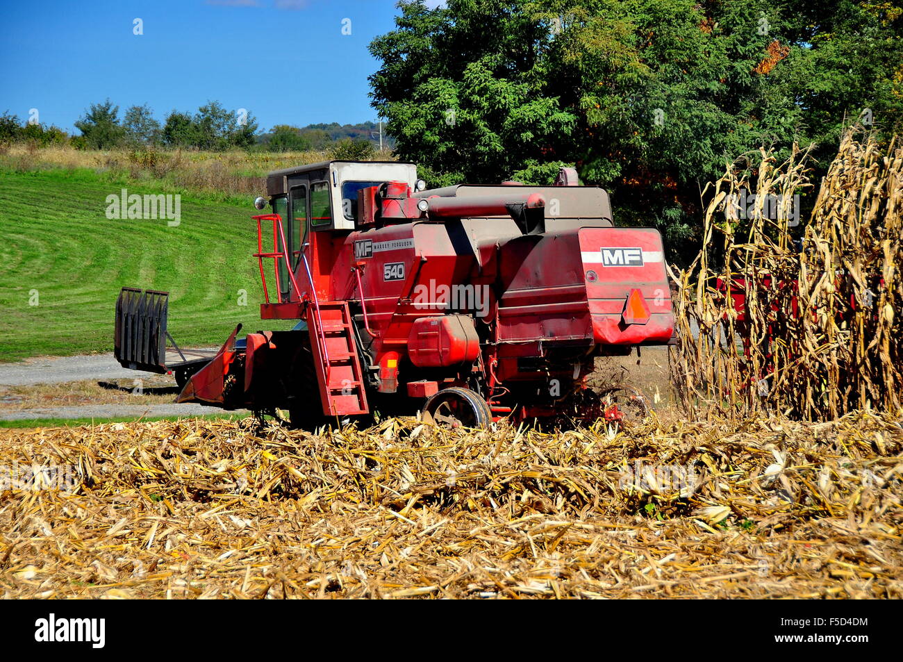 Lancaster County, Pennsylvania:  Massey-Ferguson farm thresher cutting down dried cornstalks in a farm field * Stock Photo