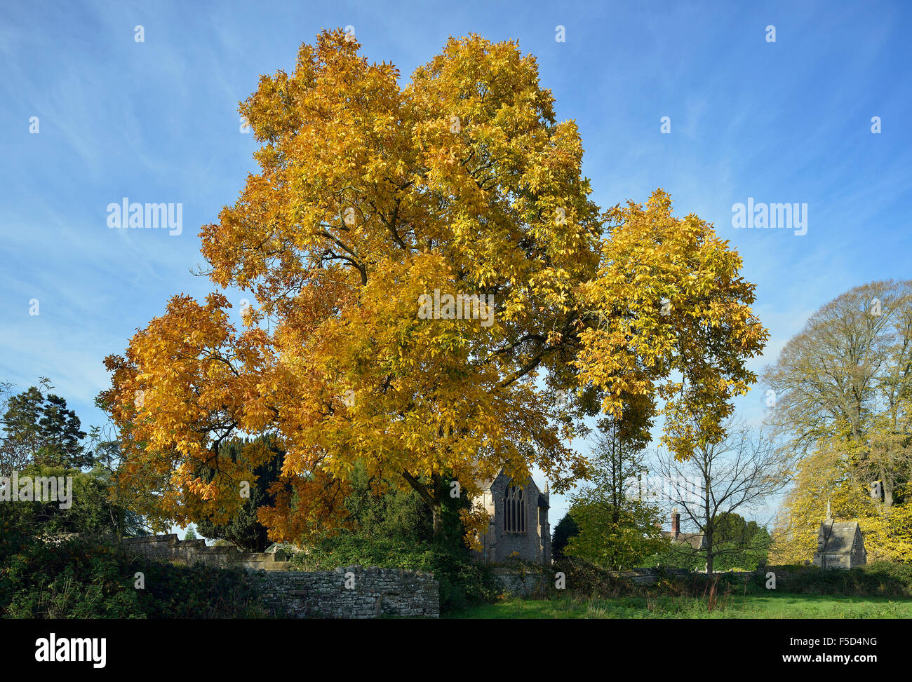 Shagbark Hickory Tree - Carya ovata Autumn Colours in Tortworth Church yard Stock Photo