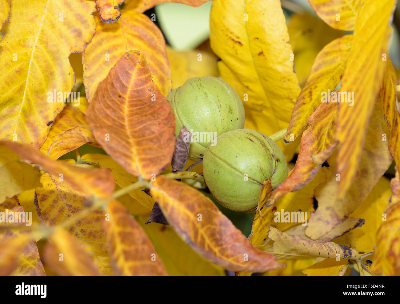 Shagbark Hickory Tree - Carya ovata Autumn Fruit Stock Photo