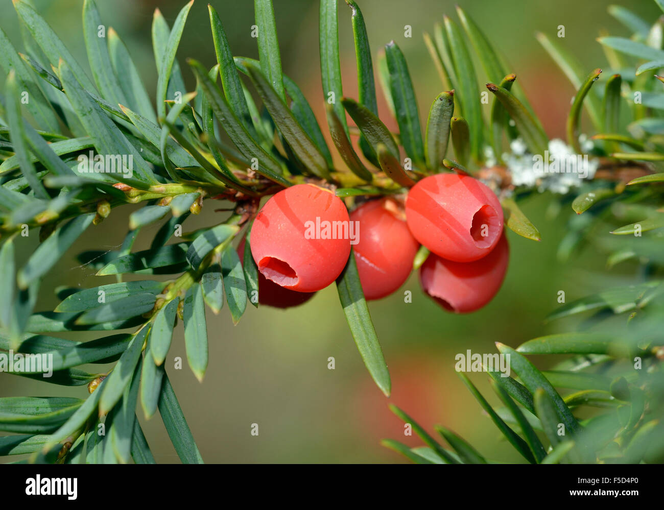 Yew - Taxus baccata Red Berries on branch Stock Photo