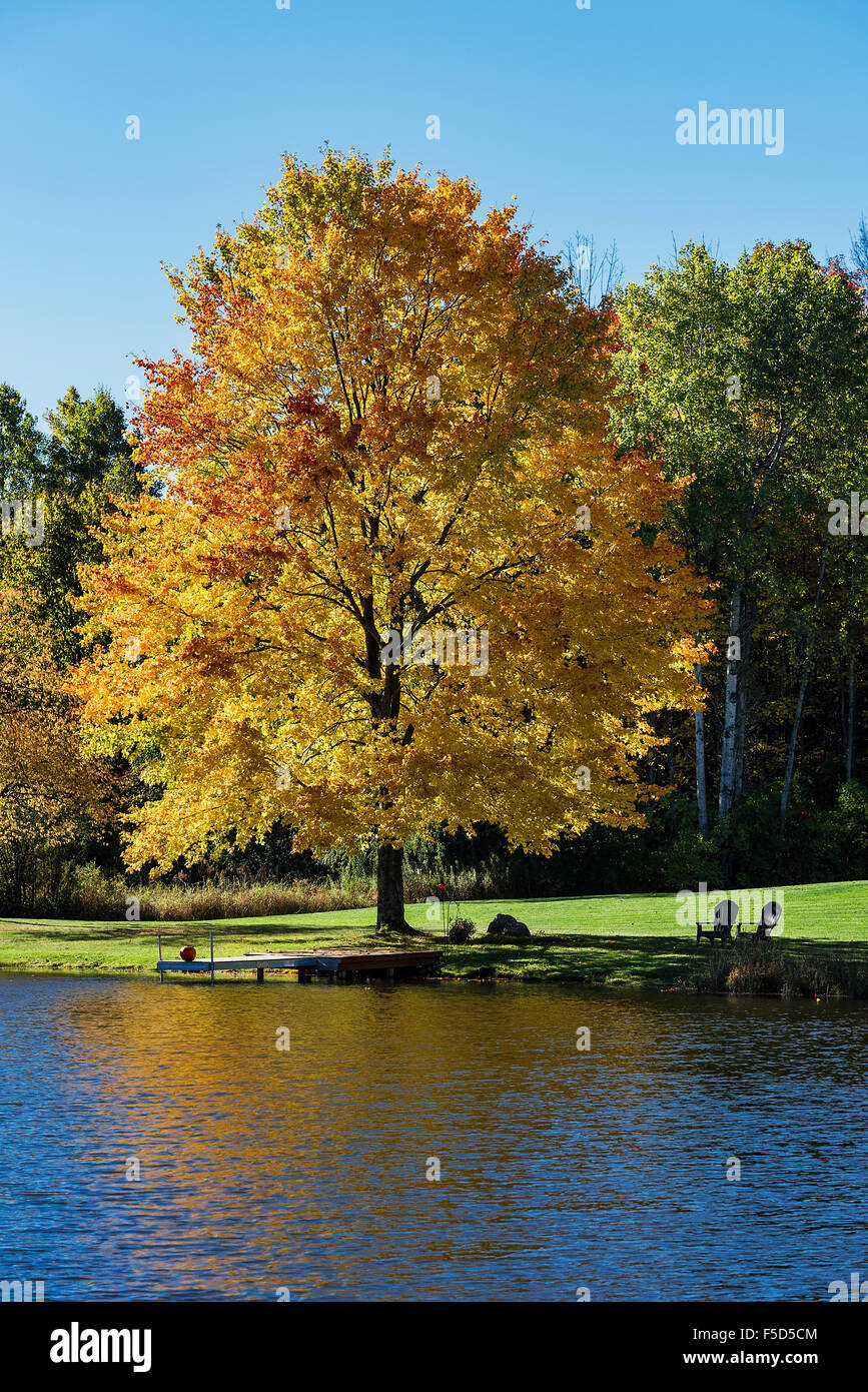 Golden autumn color maple tree on the edge of a quiet pond, Madison, New York, USA Stock Photo