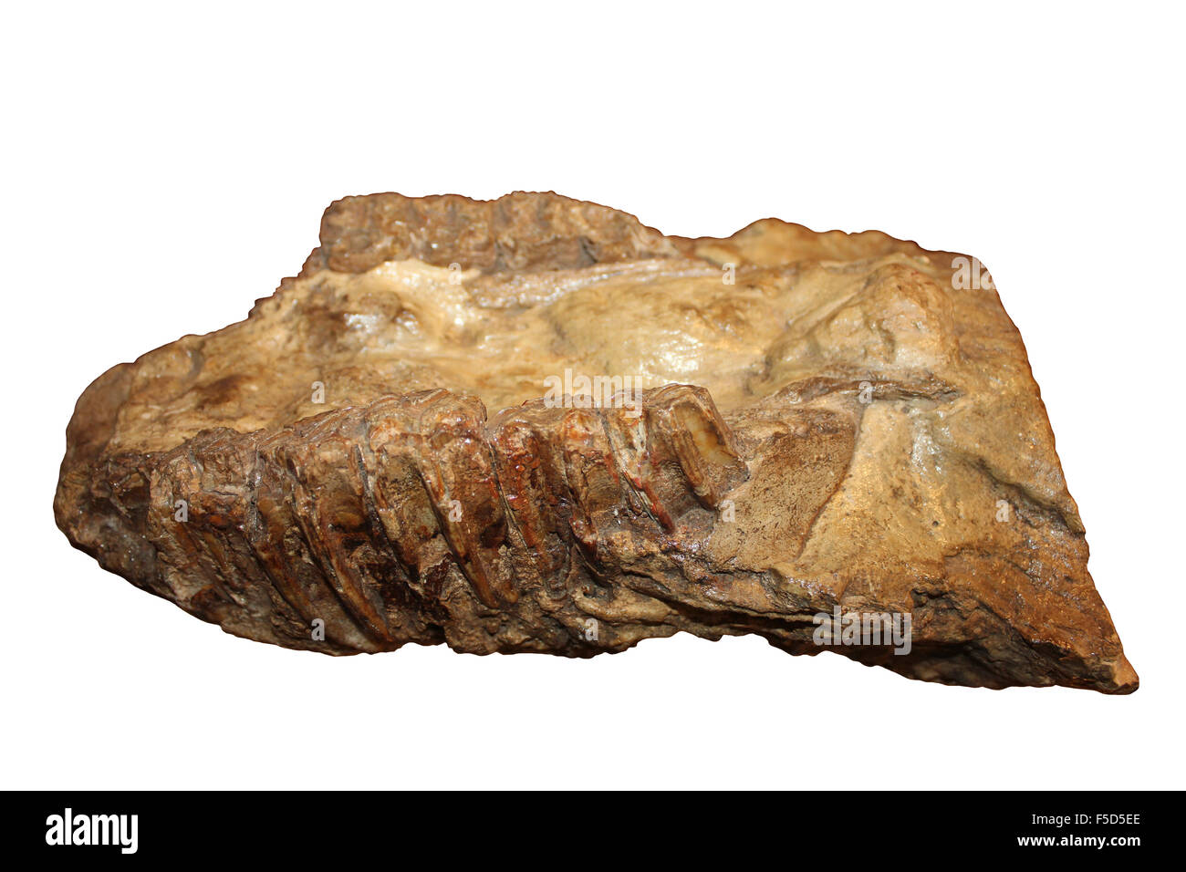 Equus (Amerhippus) andium Fossil Jawbone With Molars Stock Photo
