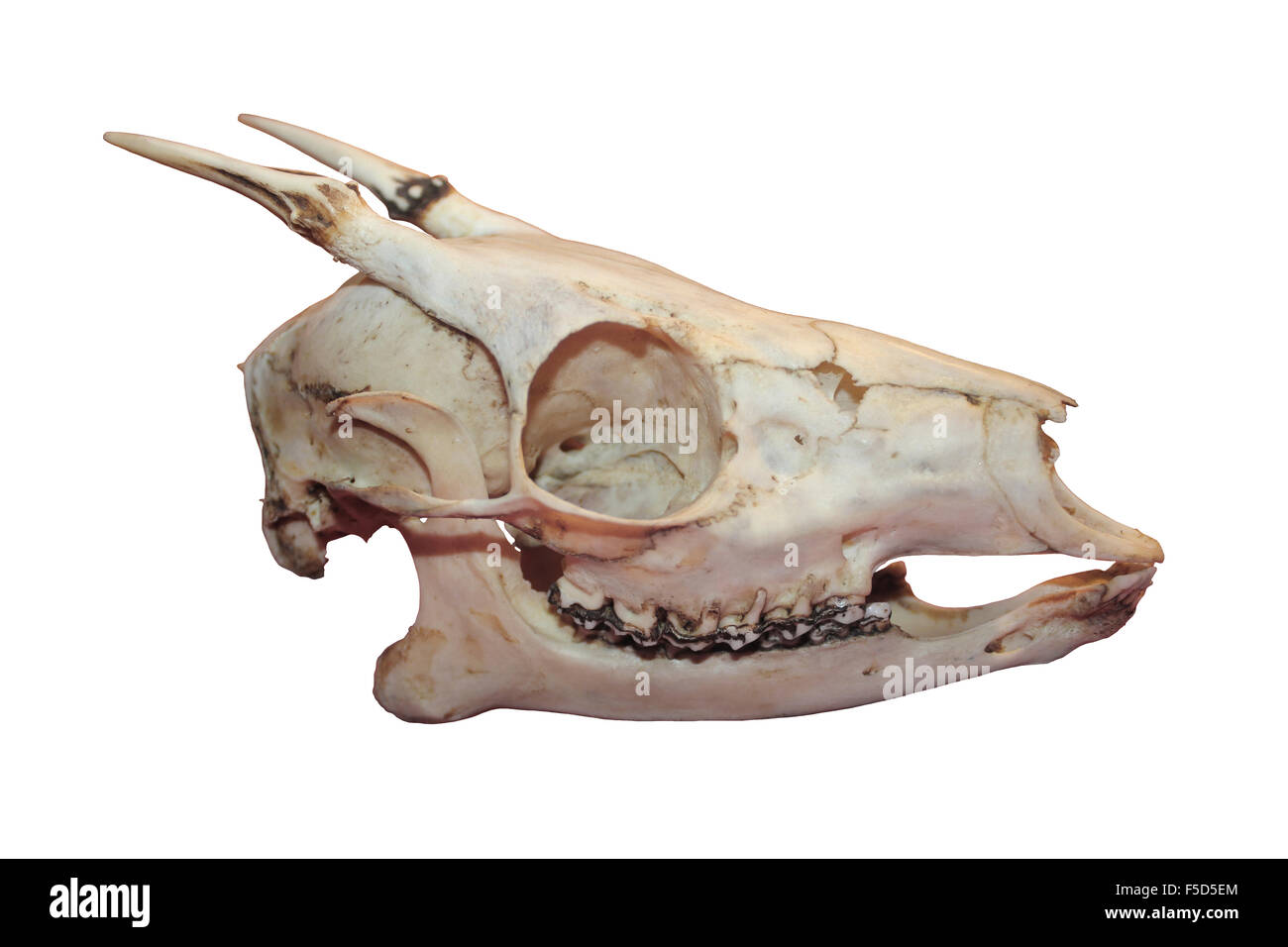 Skull Of Dwarf Brocket Deer (Mazama chunyi) native to the Andean highlands in western Bolivia and south-eastern Peru. Stock Photo