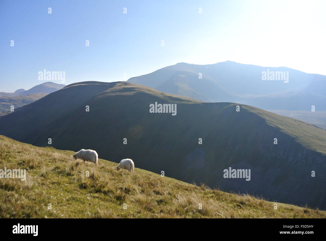 Sheep in Snowdonia, Wales Stock Photo