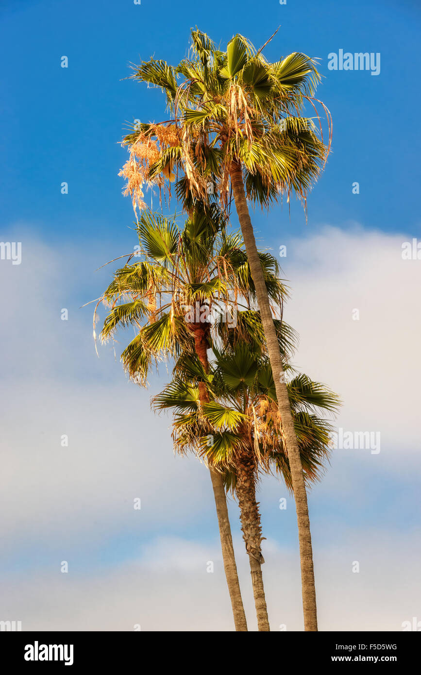 Palm trees against the beautiful sky at Santa Monica beach. Stock Photo