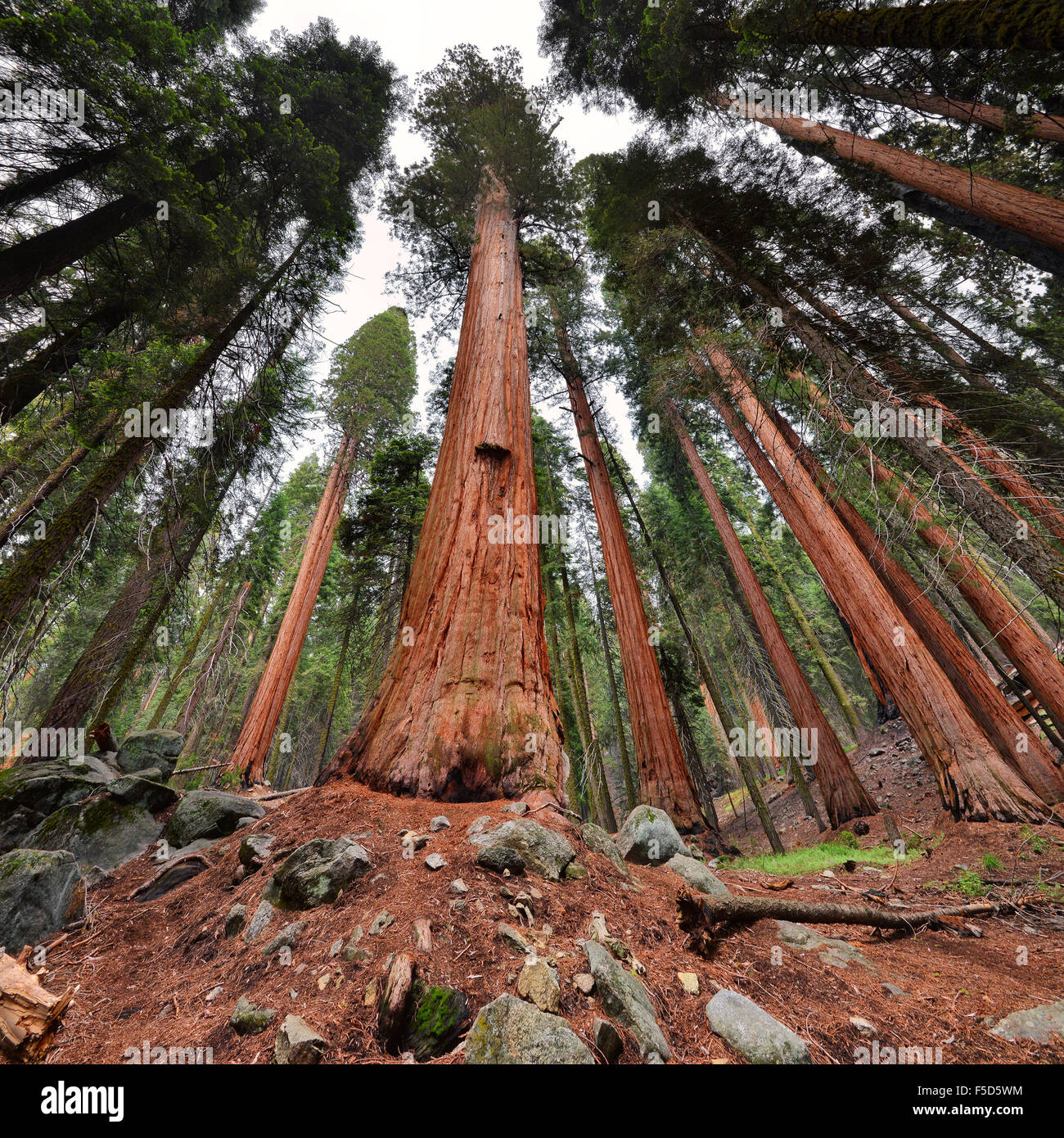 Giant sequoia trees in Sequoia National Park, California Stock Photo