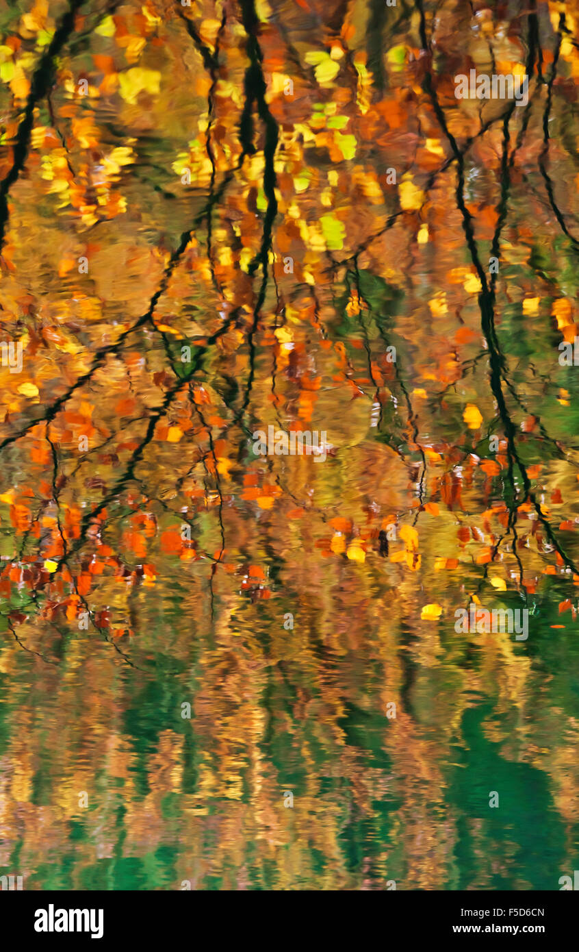 Waggoners Wells Autumn colours reflected in water. Stock Photo