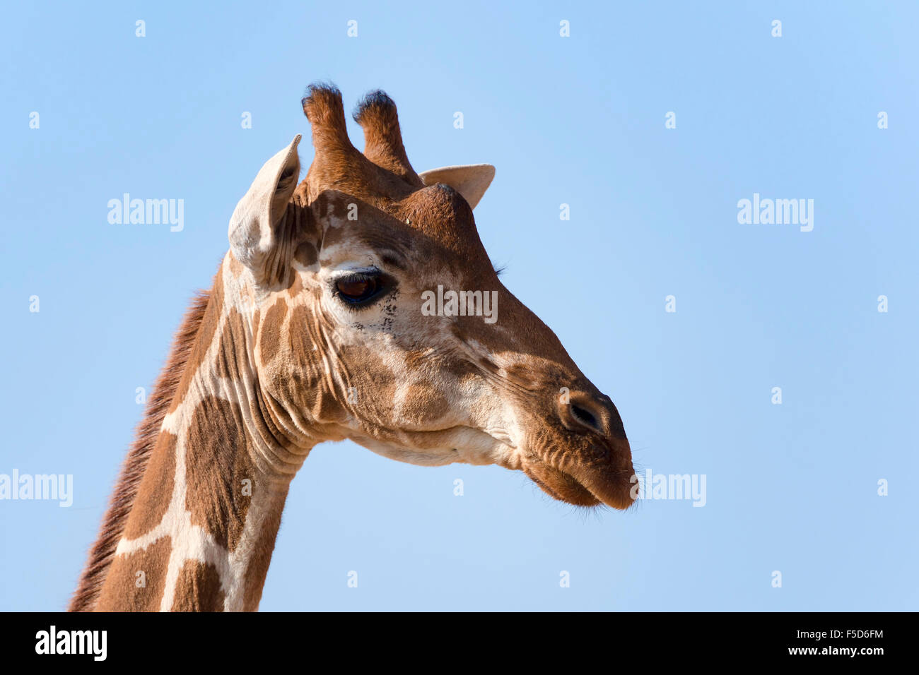 Reticulated giraffe or Somali giraffe (Giraffa reticulata camelopardalis), Pportrait, Samburu National Reserve, Kenya Stock Photo
