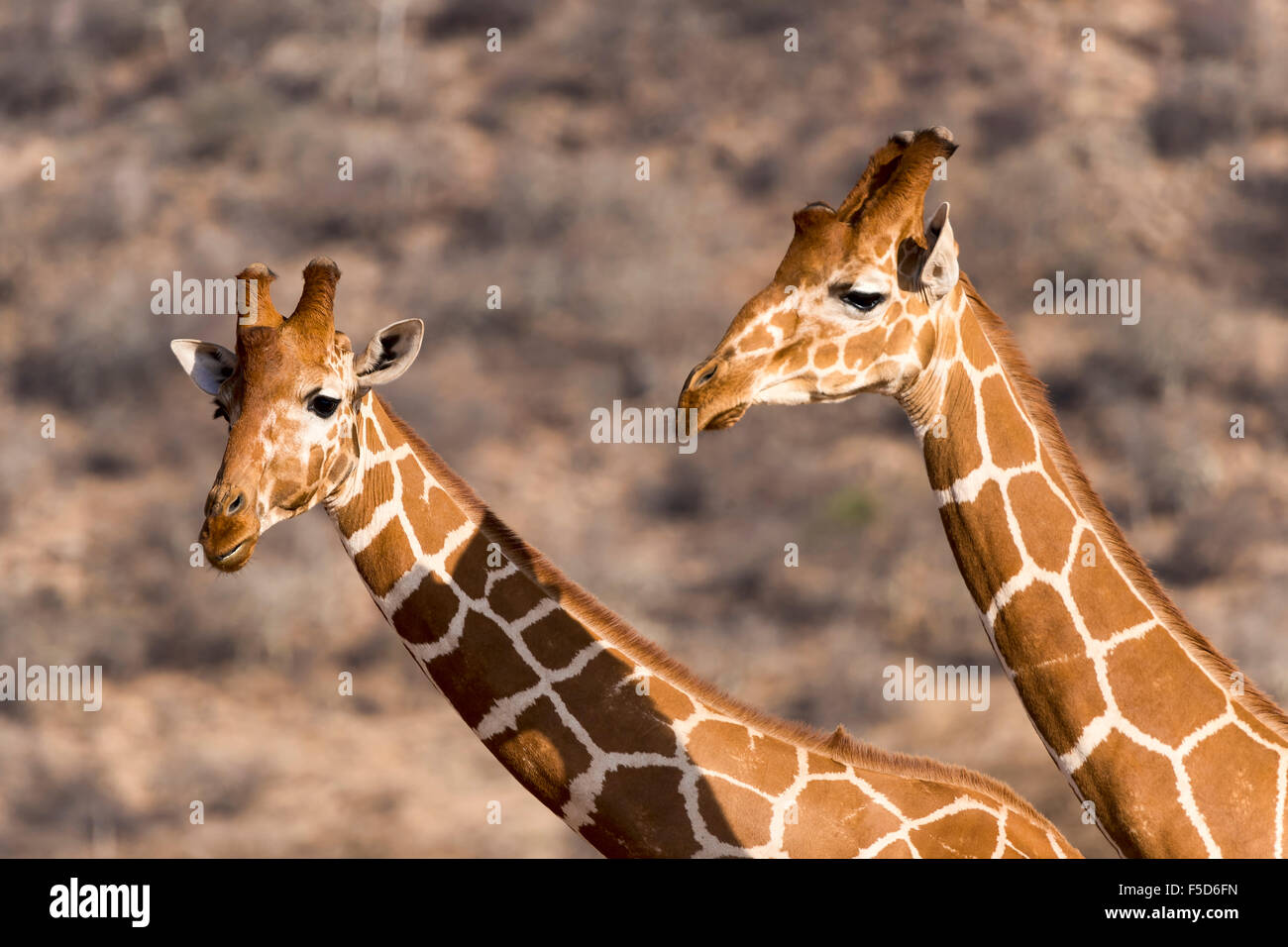 Reticulated giraffes or Somali giraffes (Giraffa reticulata camelopardalis), Portrait, Samburu National Reserve, Kenya Stock Photo