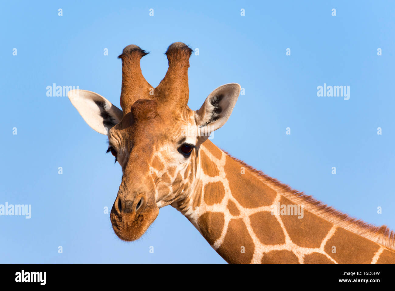 Reticulated giraffe or Somali giraffe (Giraffa reticulata camelopardalis), portrait, Samburu National Reserve, Kenya Stock Photo