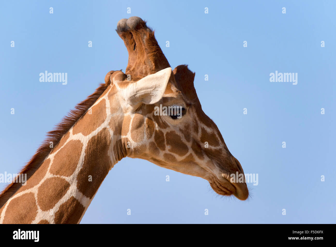 Reticulated giraffe or Somali giraffe (Giraffa reticulata camelopardalis), portrait, Samburu National Reserve, Kenya Stock Photo