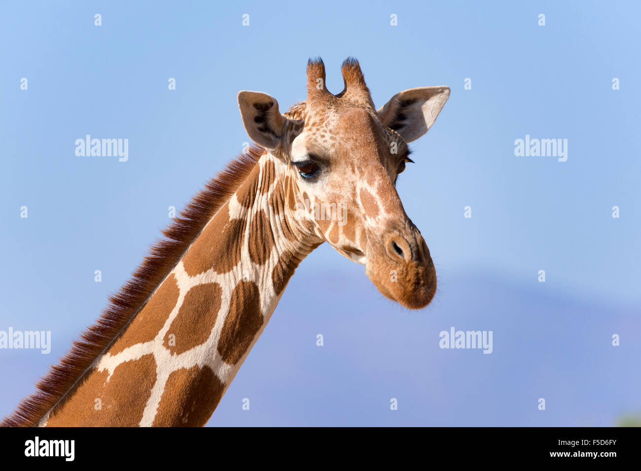 Reticulated giraffe or Somali giraffe (Giraffa reticulata camelopardalis), portrait, Samburu National Reserve, Kenya Stock Photo