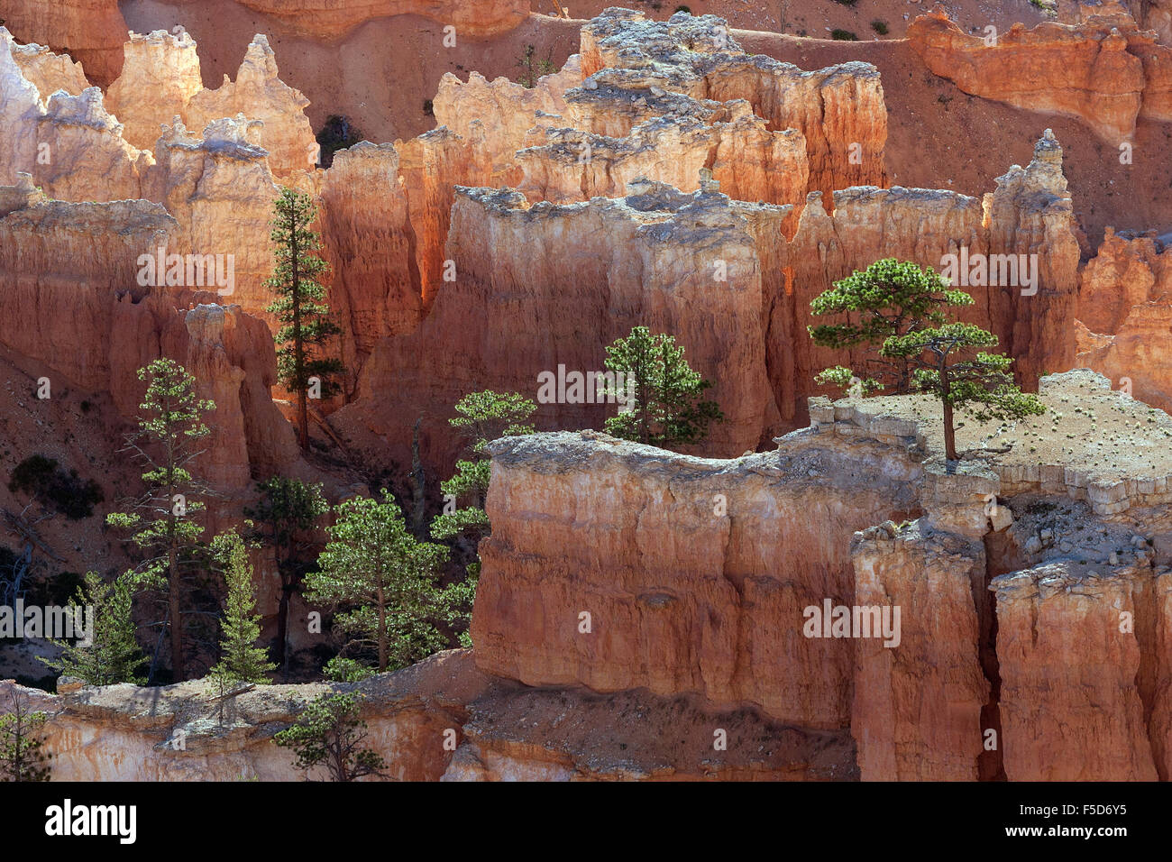 View of coloured rock formations and pine (Pinus sp.) trees, fairy chimneys, morning light, Bryce Canyon National Park, Utah Stock Photo